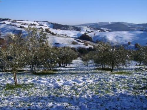 Colline innevate e ulivi presso Agri-Bio Santa Palmira a Pomarance, Toscana, Italia