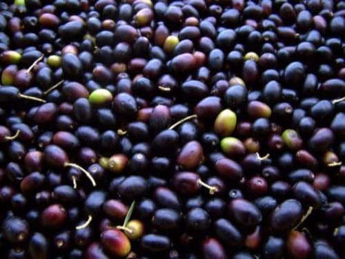 Bacche scure fresche con stelo dalla raccolta agricola di Agri-Bio Santa Palmira, azienda di Pomarance