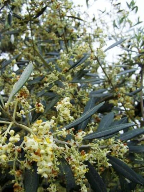 Fiori di ulivo presso l'azienda agricola biologica Agri-Bio Santa Palmira a Pomarance, Italia