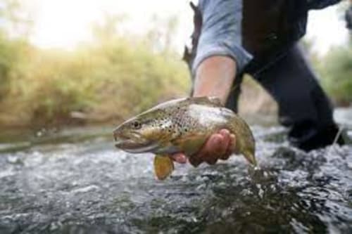 NID DES FEES PECHE TRUITE DONON SARRE BLANCHE