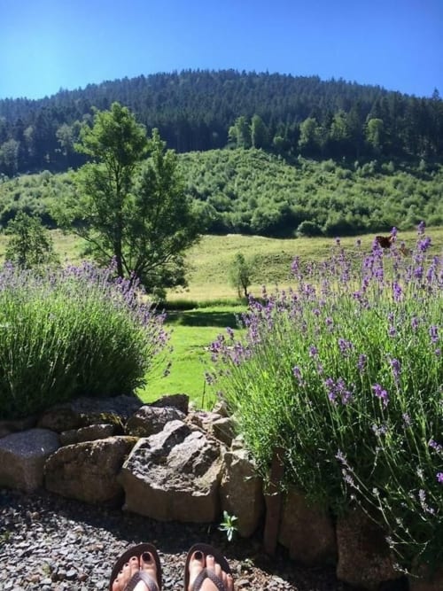 Allée du champ de lavande à la Villa Valtin, Le Valtin, avec collines boisées et fleurs violettes