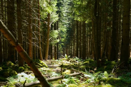 Sentier forestier dense allemand avec troncs couverts de mousse à la pension Villa Valtin au Valtin