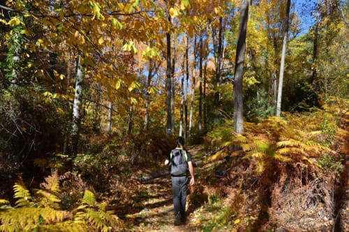 Senderista con mochila en sendero de bosque otoñal en El Paraje del Chef, Laroles Nevada Granada