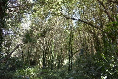 Exuberante dosel forestal en Cabañas Compostela, Santiago de Compostela, con árboles altos y luz solar tamizada