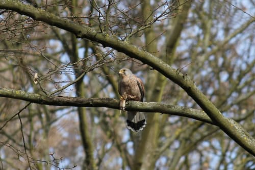 Aigle chauve perché sur une branche près d'Aux Fleurs de Cerises, Le Plessis Luzarches