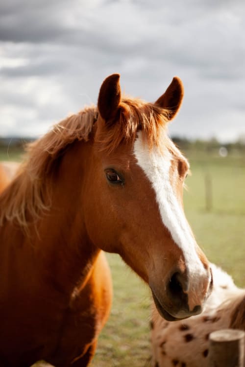 Cheval châtain aux balzanes dans la campagne du Plessis-Luzarches près d'Aux Fleurs de Cerises