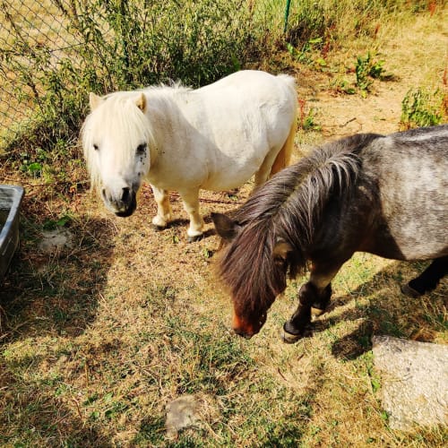 Deux poneys qui broutent dans les terres de La Ferme De Werpin B&B à Hotton, Belgique
