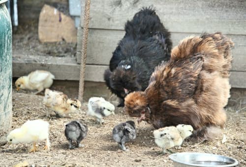 Poules et coqs dans la basse-cour de La Ferme De Werpin, un gîte en Belgique à Hotton