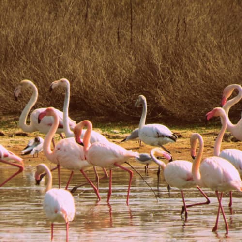 Laguna Salicor - Campo de Criptana