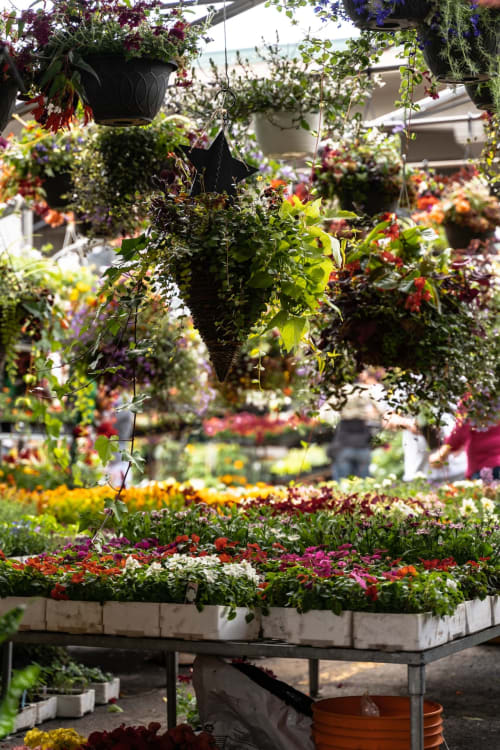 Hanging baskets and colorful flowers at Au Gite d'Isigny garden nursery in Isigny-sur-Mer, France