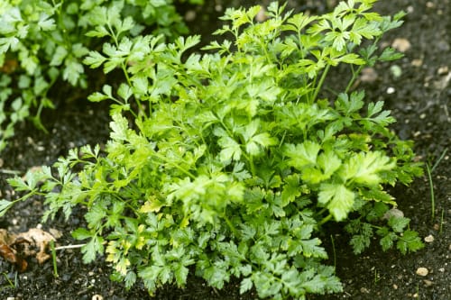 Fresh parsley herbs growing in garden soil at La Guirtelle bed and breakfast in Lainsecq, France