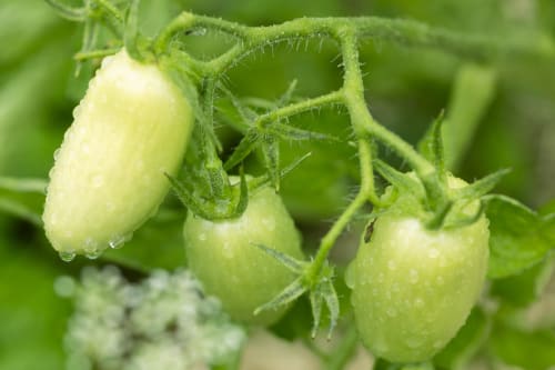 Unripe green tomatoes with water droplets on vine at La Guirtelle, Lainsecq