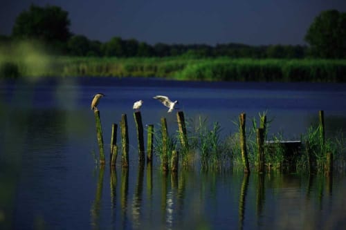 la Villa du Rhône proche des Dombes, la région au 1000 étangs. Grande biodiversité.
