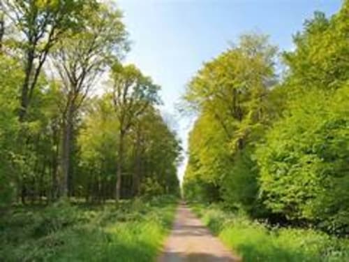 The Mormal forest is 300m from the B&B - AU REPOS DE LA LICORNE - GOMMEGNIES - close to: Le Quesnoy, Locquignol, Maroilles