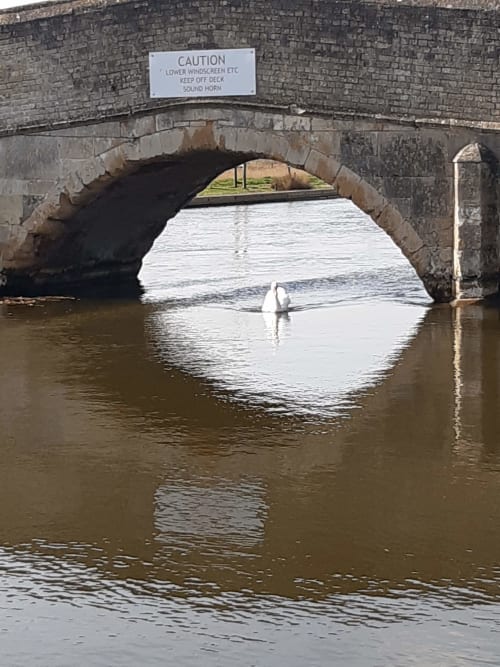 Potter Heigham. Medieval bridge. Wildlife. Norfolk Broads