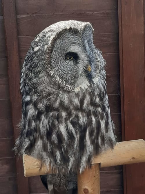 Potter Heigham. Fritton Owl sanctuary. Norfolk broads