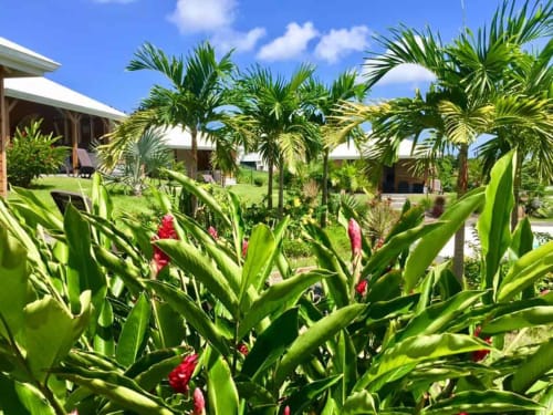 Jardin luxuriant des cottages du lagon, et ses jolies fleurs tropicales