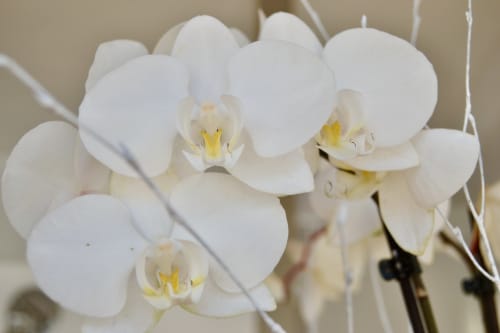 White orchid flowers with yellow centers at Hotel Sa Roqueta in Can Picafort