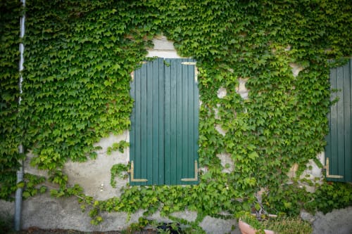 Muro in pietra ricoperto di edera con finestra a persiane verdi presso l'hotel Il Podere Prato a Predappio Alta, Italia