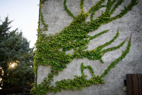 Muro in pietra ricoperto di edera all'hotel Il Podere Prato di Predappio Alta, Italia, con architettura rustica e viti rampicanti