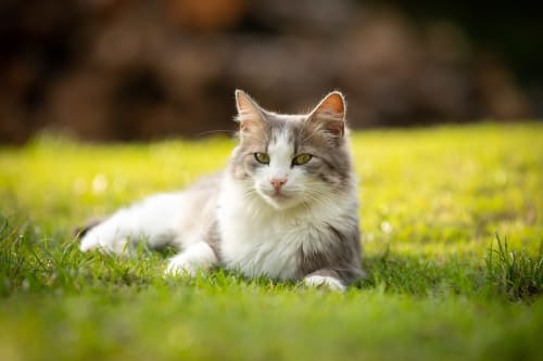 Gatto grigio e bianco che riposa sull'erba verde presso Il Podere Prato a Predappio Alta, Italia