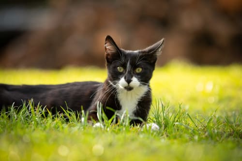 Gatto bianco e nero sull'erba a Il Podere Prato, Predappio Alta