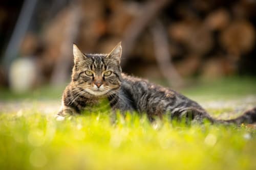 Gatto tabby nell'erba a Il Podere Prato, Predappio Alta
