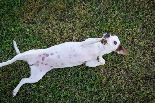 Piccolo cane bianco e marrone macchiato sdraiato sull'erba a Il Podere Prato a Predappio Alta