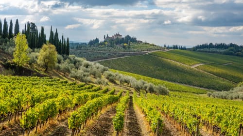 Vista su uno dei vigneti del Chianti nei dintorni del B&B Le Camere di Livia, Toscana.