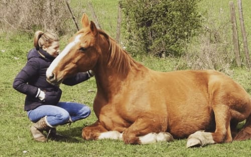 Domaine de Bafave - escapade nature avec chevaux, grand parc 14 hectares, famille, enfants, Bordeaux 