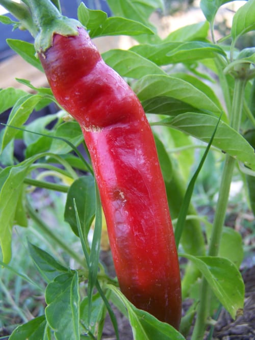 Peperoncino rosso su pianta verde presso l'Agri-Bio Santa Palmira, Pomarance