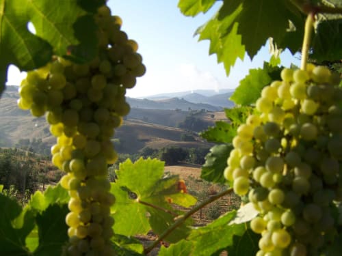 Uva verde su viti con vista sulle dolci colline della Toscana presso l'azienda vitivinicola biologica Agri-Bio Santa Palmira di Pomarance