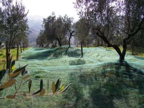 Oliveto con reti protettive presso l'Agri-Bio Santa Palmira a Pomarance, Toscana, Italia