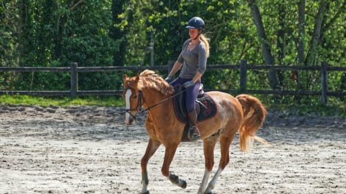Domaine de Bafave - gite équestre, pension chevaux, séjour petits et grands 