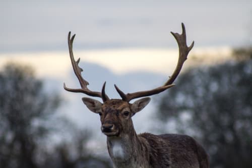 shropshire luxury cottages
