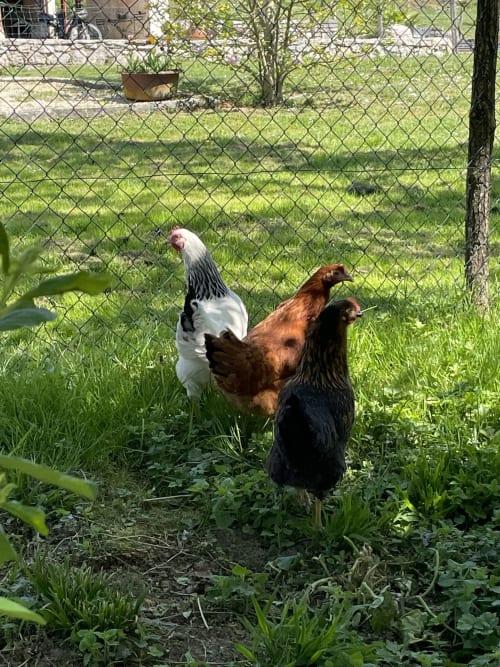 les-gallinacées-trois-poules-au-jardin.lepasdemoineau