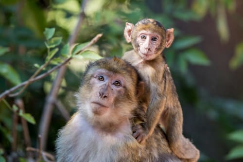 Forêt des singes Rocamadour