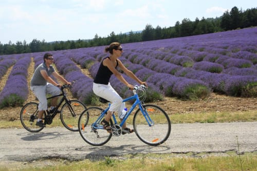Two cyclists riding on a road alongside purple lavender fields near Grignan, France