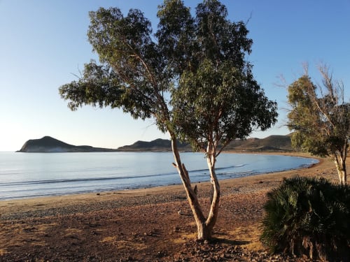 Eucaliptos en playa arenosa con aguas tranquilas e islas, El Faro de Los Genoveses, San José, Almería