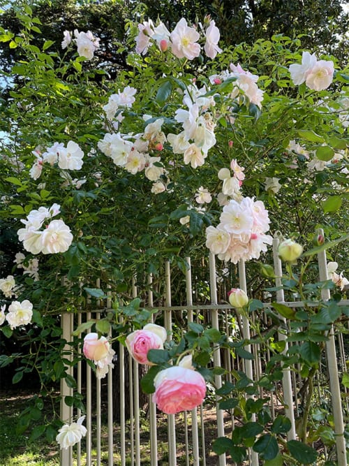 Rosiers grimpants en fleur le long de la clôture en bois du jardin de la maison d'hôtes Campagne d'Albert à Marseille