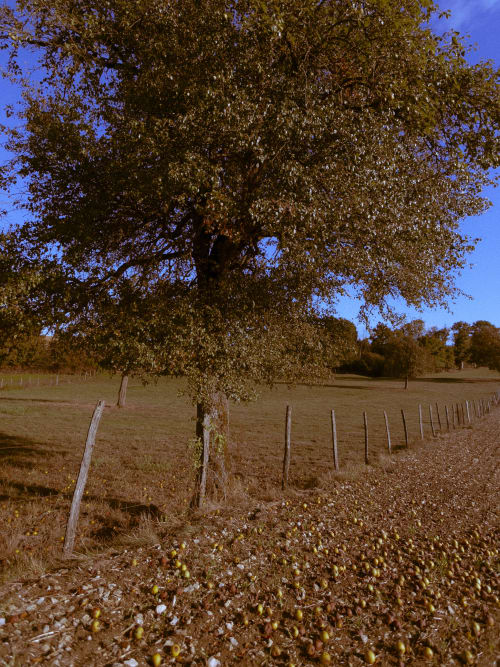 Autumn countryside landscape at La Guirtelle near Lainsecq with large tree, fencing, and golden fields under clear sky