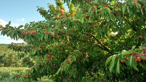 Abundant cherry trees laden with ripe red fruit in Villa Thébaïde's garden, Laudun L'Ardoise