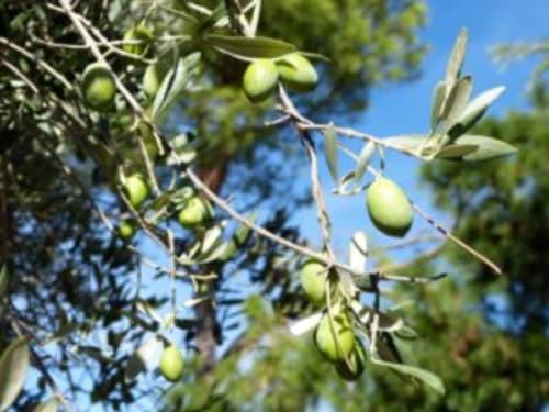 Ripe green olives hanging from branches at Villa Thébaïde's garden in Laudun L'Ardoise, France