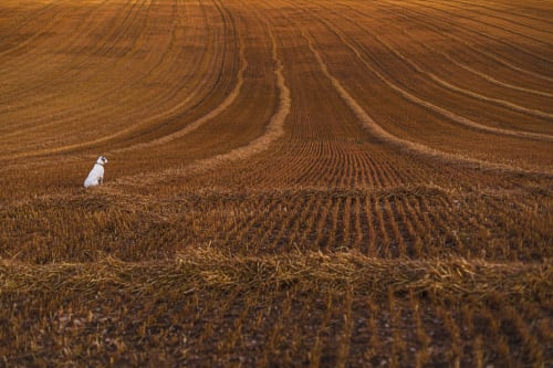 White dog in harvested field near La Guirtelle, Lainsecq, France