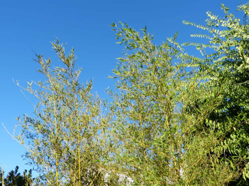 Tall bamboo plants swaying in breeze under clear blue sky at Villa Thébaïde garden