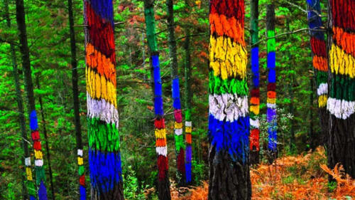Troncos de árboles pintados con colores vivos en el bosque cerca de Apartamentos Casa Lafuente, Lukiano, Araba
