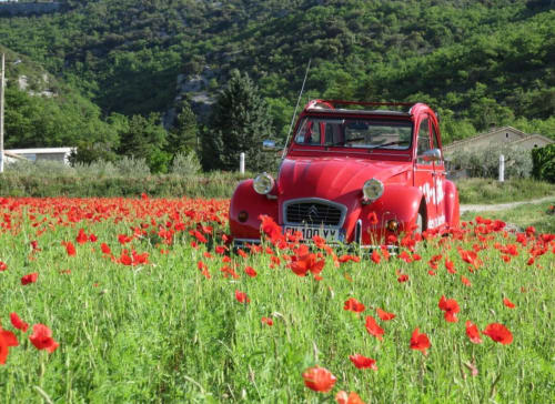 Classic red Citroën 2CV in a vibrant poppy field near Grignan, France