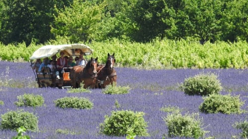 Horse-drawn carriage tour through lavender fields near Grignan, France