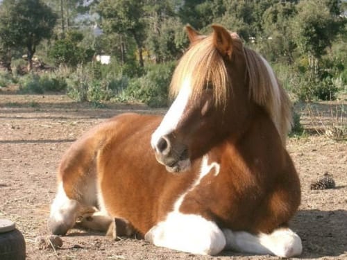 Brown and white horse resting in rural Corsican countryside near Lecci at Villas Lantana