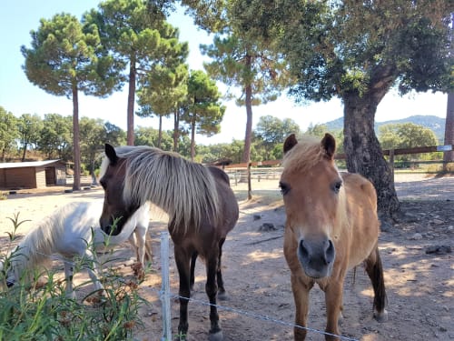 Zwei Pferde in einem sonnigen Paddock der Villas Lantana, Lecci, mit Kiefern und rustikalem Zaun im Hintergrund.